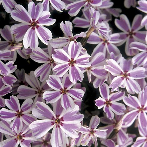 4 x Phlox mousse  - Phlox subulata 'Candy Stripes'  - godet 9x9 (1/4)
