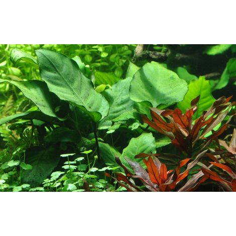 Aquarium Pflanze Anubias barteri caladiifolia Nr.101U