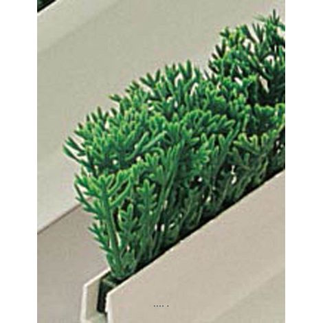 Recharge feuilles PE Cyprés vert L25cm pour Séparateur barrette L75cm - couleur: Vert - div: C