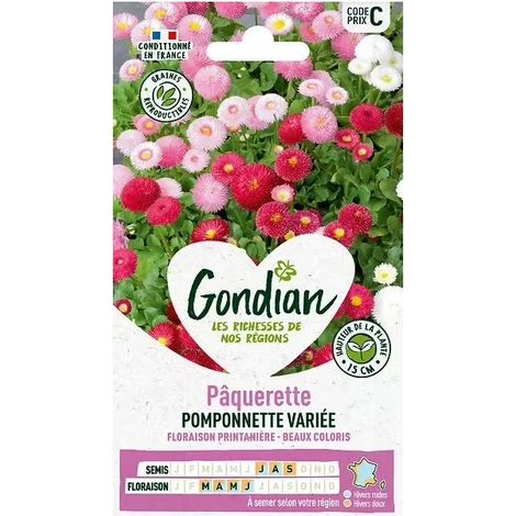PÃ¢querette pomponnette VariÃ©e - GONDIAN