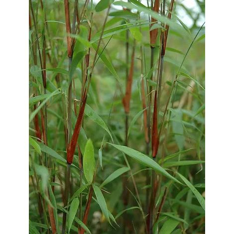 Gardenaria Fargesia Asia Wonder - Fargesia 'Asia Wonder' - Bambù ornamentale da esterno - Altezza: 40/80 cm (vaso 18)