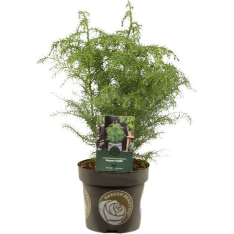 Cryptoméria du Japon Elegans Viridis - Cryptomeria japonica Elegans Viridis 25/35cm Pot 2,5L