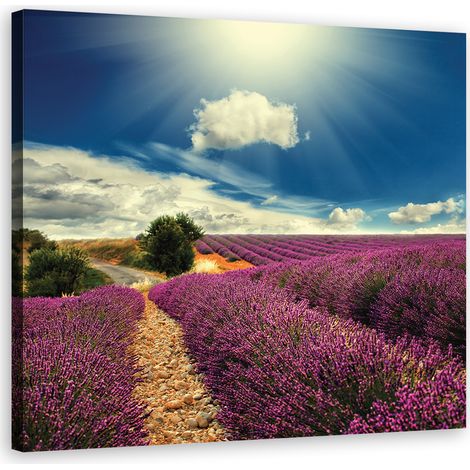 Tableau déco Champ de lavande Prairie Soleil 40x40 (1/5)