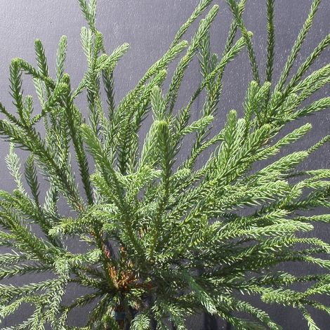 Cèdre du Japon Araucarioides, Cryptomeria/Pot de 15L - 60/80 cm (1/3)