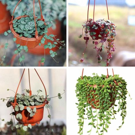 Panier suspendu en plastique pour petites plantes (1/5)