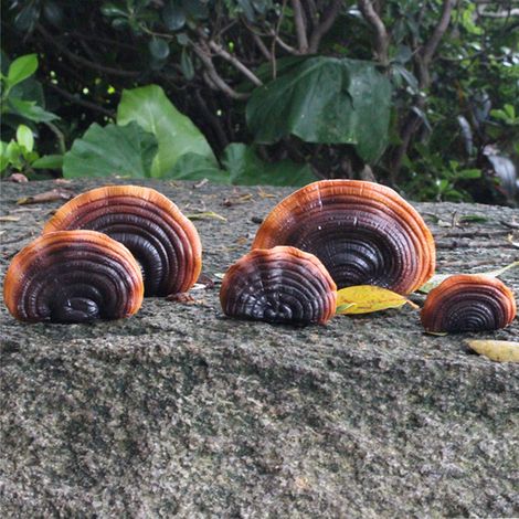 Étagères murales champignons - Ensemble décoration artificielle - Résine simulation - 5 mini reishi - Installation facile jardin terrasse cottage (1/5)