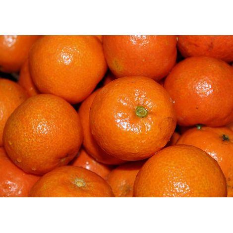 Planta de Naranjo Mandarino. Mandarinas Otkisut. Resiste Fr�o. 110 Cm
