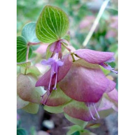 Origan 'Kent Beauty' Godet de 8/9 cm (1/4)