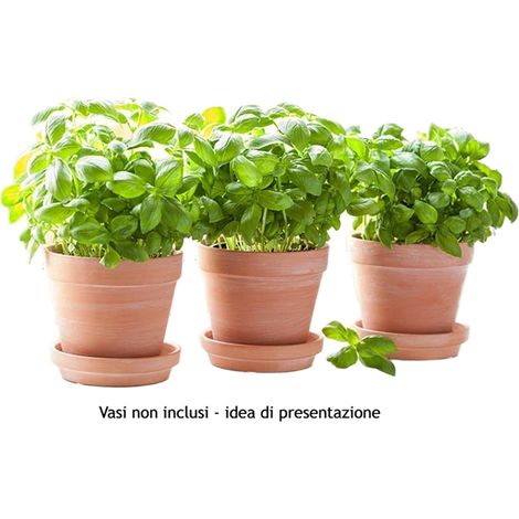 Basilico genovese "Ocimum basilicum" 3 piante aromatiche in vaso ø14 cm (1/3)