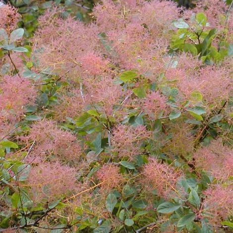 Arbre à perruque - Cotinus coggygria  - 40-60 cm pot