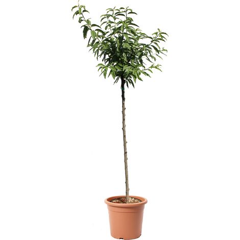 Albero di Mandorlo - Prunus Dulcis - Piante Vere da Frutto - Vaso Ø 28 cm (1/3)