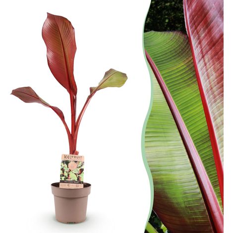 Bananier Rouge Musa ensete Maurelli Plante Tropicale Jardin et Terrasse Vert et Rouge 90 cm - PANGIVO (1/5)