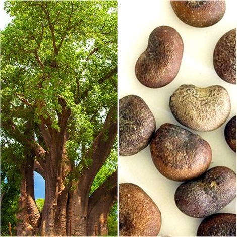 Semillas de Baobab. Adansonia Digitata. 10 Gramos