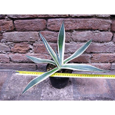 Agave americana var. marginata 40 cm, cactus, pianta grassa winter hard, resistente fino a 0° C