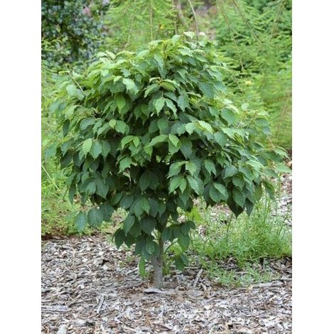 Orme de Sibérie 'Goblin' Pot de 4L/5L (1/5)