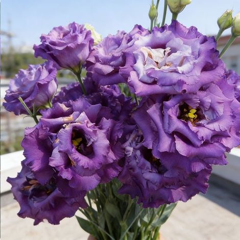 1000 Graines Lisianthus Bleu Ondulé – Eustoma Original à Fleurs Doubles, Idéal Jardin Moderne, Balcon Fleuri et Décoration Extérieure (1/5)