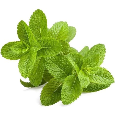 500 pièces Menthe poivrée Citron Menthe Menthe des montagnes Réglisse et graines de menthe régulières Parfait pour les jardins intérieurs ou extérieurs Faites votre propre thé à la menthe (1/5)
