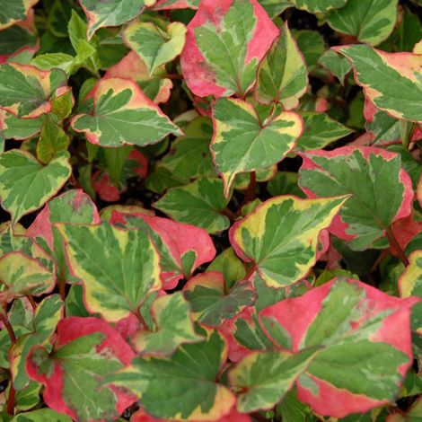 4 x Houttuynia cordata 'Chameleon' - godet 9x9 cm