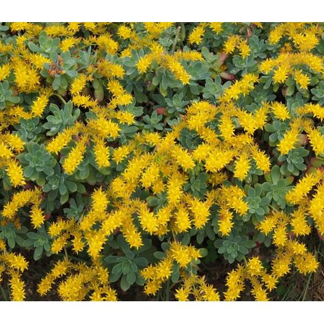 SEDUM PALMERI IN VASO 15CM