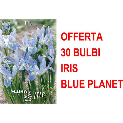 OFFERTA 30 BULBI IRIS RETICULATA BLUE PLANET BULBS