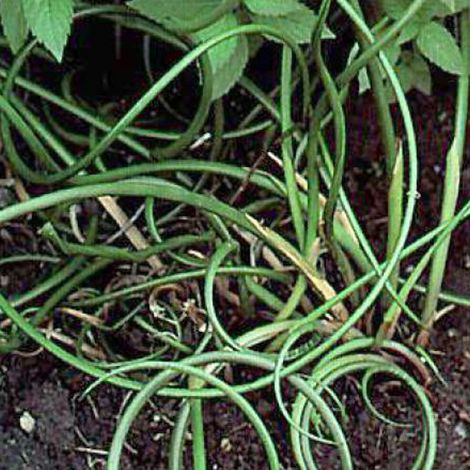 4 x Jonc diffus, Jonc commun - Juncus effusus - godet 9x9 cm (1/4)