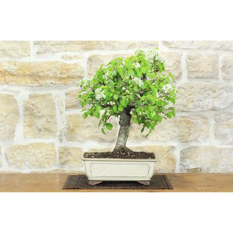 Bonsai di Ciliegio Selvatico (176) (1/5)