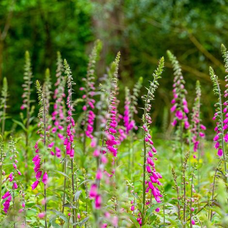 Bloomique - Lot de 3 - Digitalis Purpurea Gloxiniiflora - Digitale - Plantes de jardin - Résistante à l'hiver - Hauteur 10-20 cm - Pot 9x9 cm (1/5)