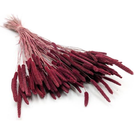 Erba secca - Timoteo (Phleum) - Borgogna