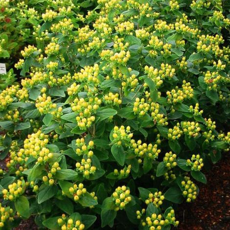 Millepertuis Magical® Sunshine 'Kolmasun', Hypericum/Pot de 3L - 40/60 cm (1/5)