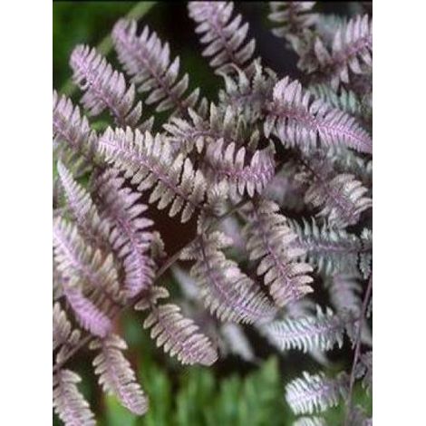 Athyrium niponicum 'Burgundy Lace' Godet de 8/9 cm (1/3)