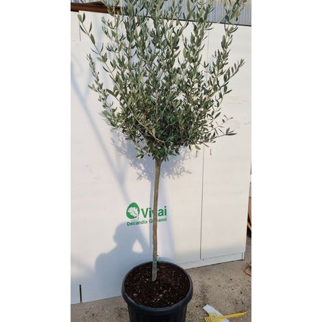 PIANTA DI ULIVO ALTEZZA 180/200 CM IN MASTELL0 da 60 cm (foto reali)