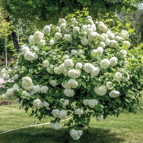 Viburno palla di neve "Viburnum opulus" pianta da siepe in vaso ø8 cm