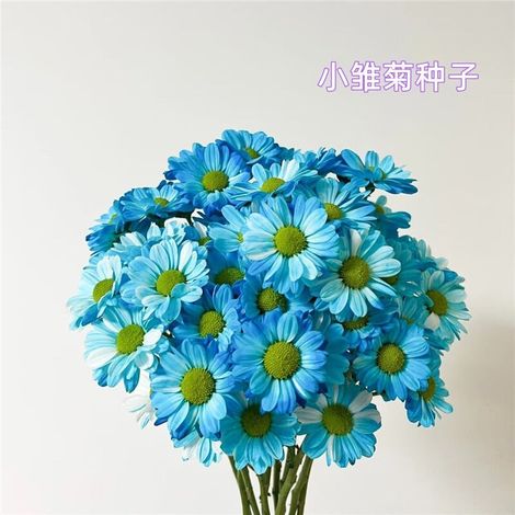Graines de marguerites bleues (2000 graines), graines de fleurs, graines de plantes ornementales, floraison prolongée, engrais inclus. (1/5)