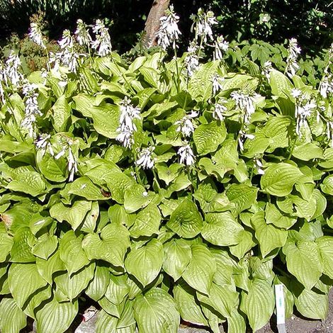 4 x Hosta 'Royal Standard' - godet 9x9 cm
