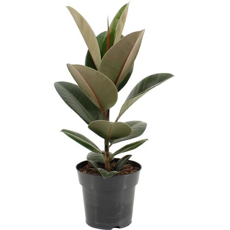 Ficus Elastica Robusta - Plante Caoutchouc d'Intérieur Dépolluante - Ø17cm - Hauteur 55cm - PANGIVO (1/4)