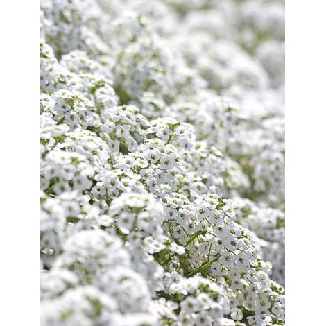 Alysse odorante 'Snowcloth' le sachet de 1050 graines (0,5g) (1/2)