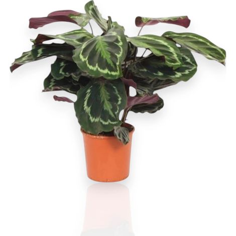 Gardenaria Calathea 'Medallion' - Pianta da interno ornamentale - Altezza: 50 cm (vaso 14) (1/5)