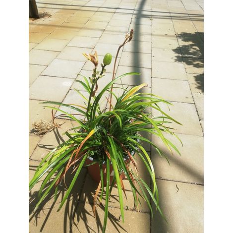Hemerocallis-Stella de Oro v17