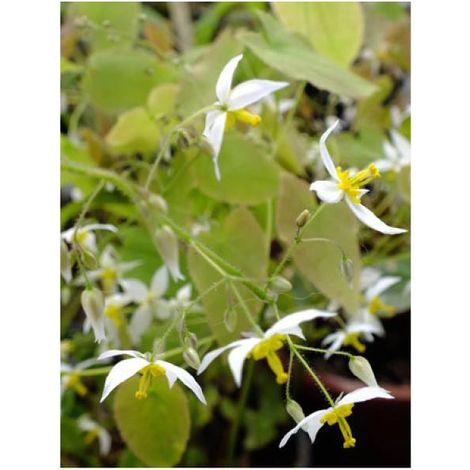 Fleur des elfes 'Wudang Star' Godet de 8/9 cm