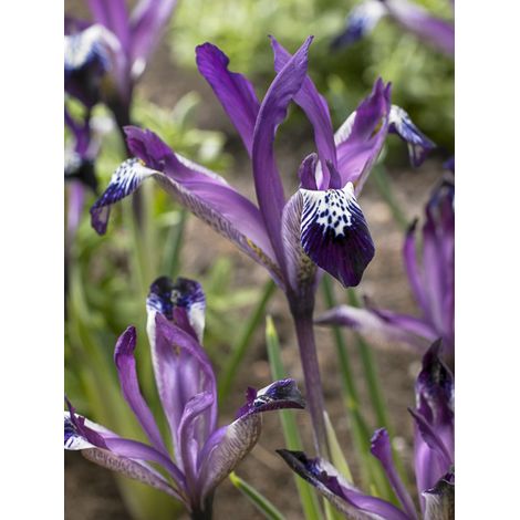 Iris réticulé 'Spot On' Bulbe calibre 5+ (par 5) (1/2)