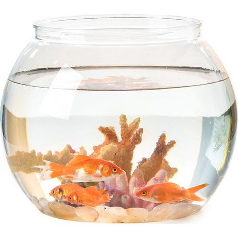 Aquarium Cylindrique En Plastique Pour Tortue Et Poisson - Réservoir Décoratif Avec Couvercle Aéré - Idéal Salon Et Bureau - 10 Litres (1/5)