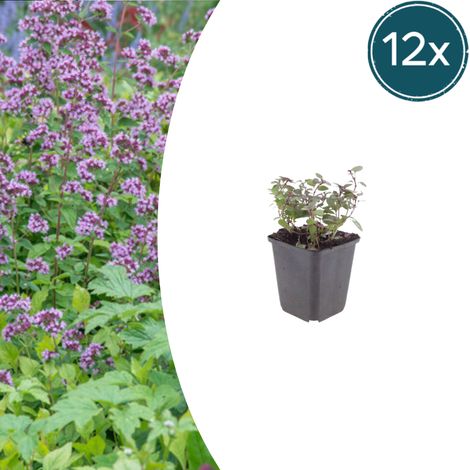 Lot de 12 Origanum laevigatum 'Herrenhausen' Origan Ornemental Vivace Rose 10-25 cm Ø 9 cm - PANGIVO (1/5)