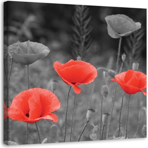 Tableau sur toile Pavot des champs Nature 40x40 (1/5)
