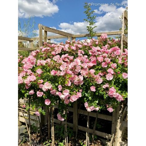 Rosier tige Décorosier 'Mareva' Pot de 7,5L/10L, Tige, Tige de 70/90 (1/2)