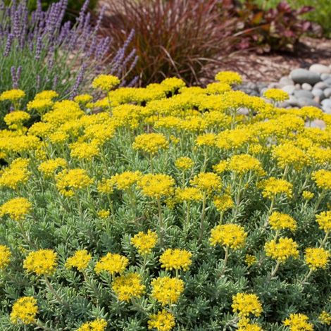Orpin réfléchi Glaucum, Sedum/Lot de 3 godets