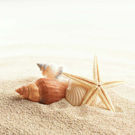 Tableau marin sable & coquillage | Tableau bord de mer beige & blanc pour couloir | Tableau sur toile salle de bain carré 0,5 x 0,5 m (1/2)