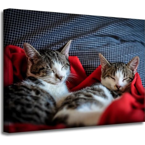 Impression sur toile Animaux Chatons endormis 40x30 cm