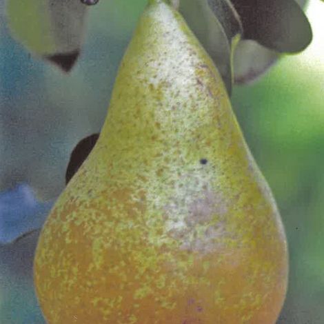 PIANTA DA FRUTTO PERO CONFERENCE in vaso 20 età 2/3 anni (foto reali)
