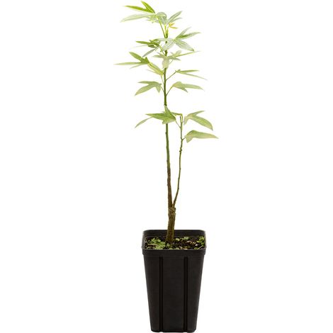 Brachychiton acerifolius - albero del fuoco - vaso quadro 9x9x13 cm (1/2)