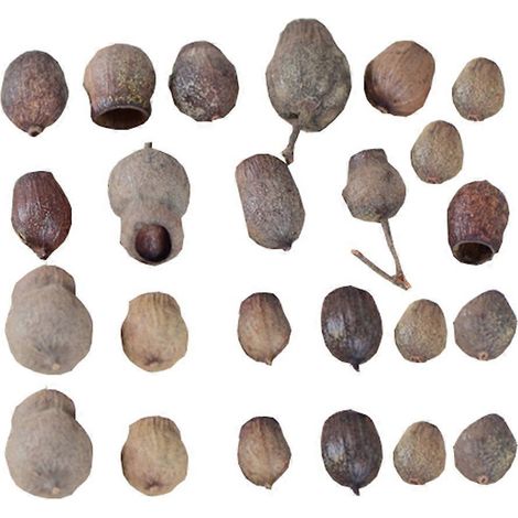 Couronne de Noël en noix séchées (24 pièces) - Noix séchées brunes originales (1/5)